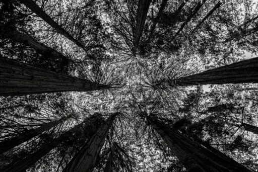 Botanical 07
