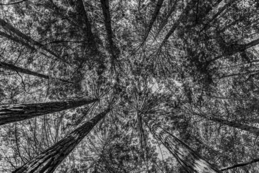 Botanical 08
