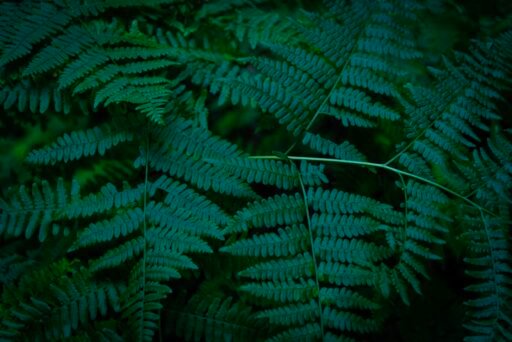Botanical 10