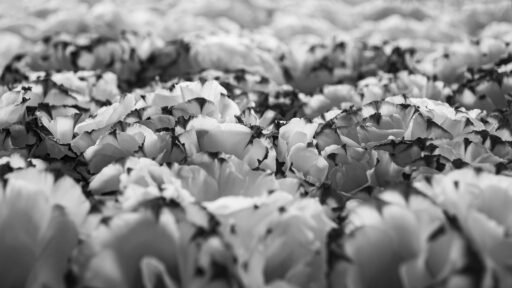Botanical 11