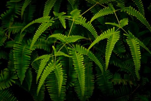 Botanical 12