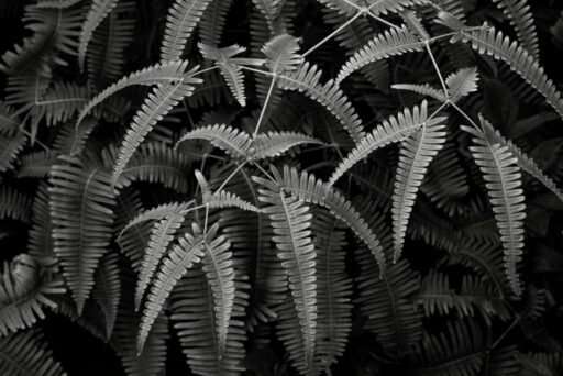 Botanical 13