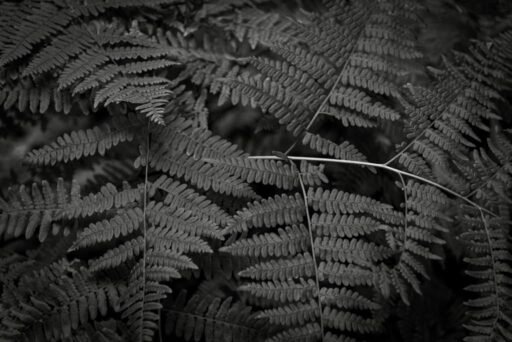 Botanical 14