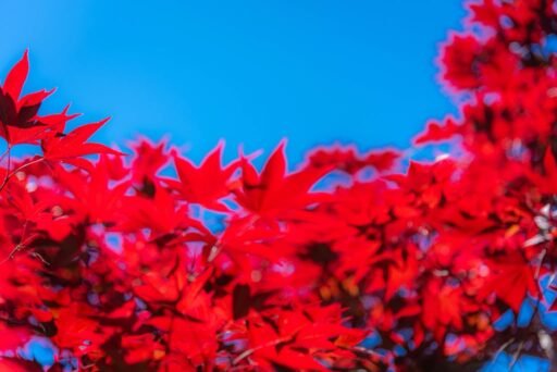 Botanical 02