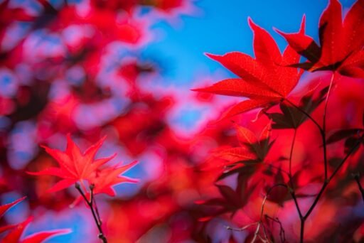 Botanical 01