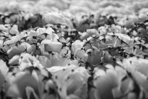 FLORET I
