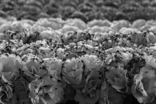 FLORET III