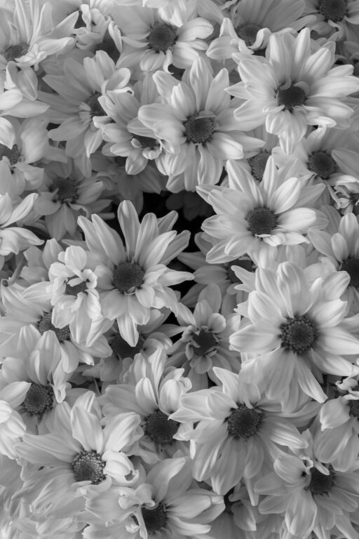 FLORET V