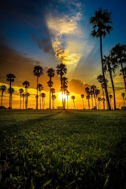PALM FIELD